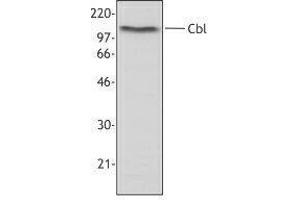 Western Blotting (WB) image for anti-Cas-Br-M (Murine) Ecotropic Retroviral Transforming Sequence (CBL) antibody (ABIN2665478) (CBL anticorps)