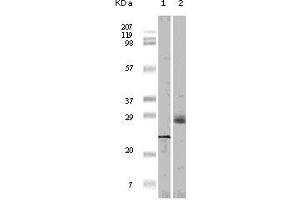 Western blot analysis using 4E-BP1 mouse mAb against truncated 4E-BP1 recombinant protein (1) and A431 cell lysate (2). (eIF4EBP1 anticorps)