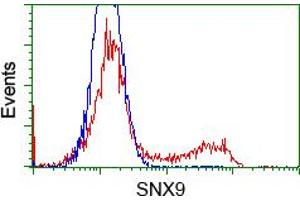 Image no. 2 for anti-Sorting Nexin 9 (SNX9) antibody (ABIN1501044) (SNX9 anticorps)