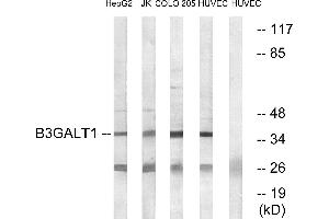 Western blot analysis of extracts from HepG2 cells, Jurkat cells, COLO cells and HUVEC cells, using B3GALT1 antibody. (B3GALT1 anticorps)