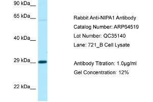 Western Blotting (WB) image for anti-Non Imprinted In Prader Willi/Angelman Syndrome Region Protein 1 (NIPA1) (C-Term) antibody (ABIN2789860) (NIPA1 anticorps  (C-Term))