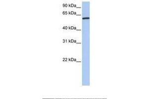 Image no. 1 for anti-Cortactin (CTTN) (AA 110-159) antibody (ABIN6738809) (Cortactin anticorps  (AA 110-159))