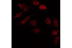 ABIN6274013 staining HepG2 by IF/ICC. (HAPLN1 anticorps  (N-Term))