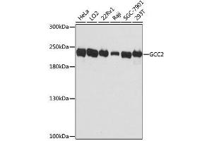 Western blot analysis of extracts of various cell lines, using GCC2 antibody. (GCC2 anticorps  (AA 1-300))