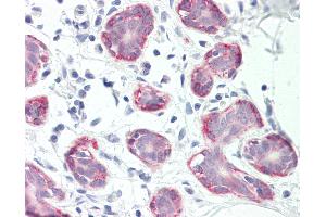 Anti-RXFP2 / LGR8 antibody IHC staining of human breast. (RXFP2 anticorps  (C-Term))