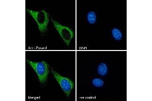 ABIN1590015 Immunofluorescence analysis of paraformaldehyde fixed NIH3T3 cells, permeabilized with 0.