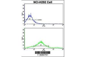 Flow cytometric analysis of NCI-H292 cells using Cadherin 7 (CDH7) Antibody (N-term)(bottom histogram) compared to a negative control cell (top histogram).