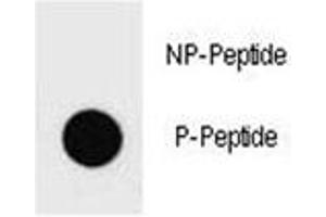 Dot blot analysis of phospho-PTEN antibody.