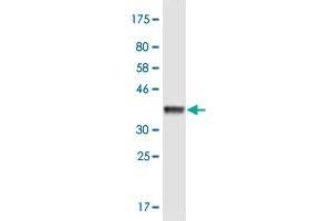 Western Blot detection against Immunogen (36.