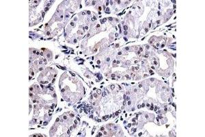 FOXP4 antibody immunohistochemistry analysis in formalin fixed and paraffin embedded human stomach tissue. (FOXP4 anticorps  (AA 522-550))