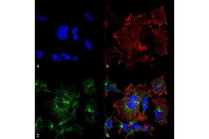 Immunocytochemistry/Immunofluorescence analysis using Mouse Anti-NPAS4 Monoclonal Antibody, Clone S408-79 (ABIN2485810).