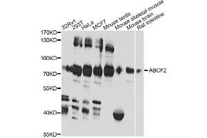 Western blot analysis of extracts of various cell lines, using ABCF2 antibody (ABIN6291735) at 1:1000 dilution. (ABCF2 anticorps)