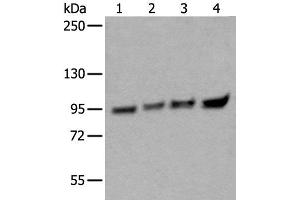 Western blot analysis of 293T HEPG2 Hela and K562 cell lysates using XAB2 Polyclonal Antibody at dilution of 1:300 (XAB2 anticorps)