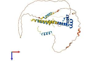 AlphaFold protein structure predicition of Human Recombinant DMBX1 Protein, UniprotID Q8NFW5