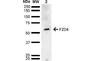 Western blot analysis of Mouse testis lysate showing detection of ~59. (FZD4 anticorps  (AA 100-200) (Atto 488))