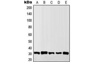Western blot analysis of Granzyme B/H expression in MCF7 (A), Raw264. (Granzyme B/H (N-Term) anticorps)