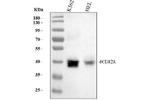 Western blot analysis of FCGR2A using anti-FCGR2A antibody (ABIN7604324).