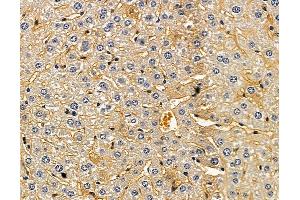 ABIN7095058 and ABIN7099114 at 1/100 staining mouse liver tissue by IHC-P.