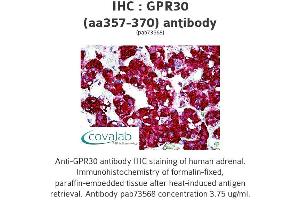 Image no. 2 for anti-G Protein-Coupled Estrogen Receptor 1 (GPER) (AA 357-370) antibody (ABIN1735055) (GPER anticorps  (AA 357-370))