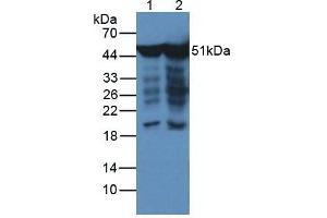 Western blot analysis of (1) Human HeLa cells and (2) Human Hepg2 Cells (ENO2/NSE anticorps  (AA 2-285))