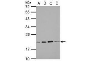 Image no. 3 for anti-S-Phase Kinase-Associated Protein 1 (SKP1) (AA 1-163) antibody (ABIN1500944) (SKP1 anticorps  (AA 1-163))