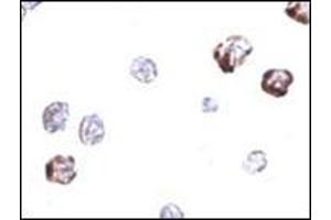 anti-Immunity-Related GTPase Family, Cinema (IRGC) (C-Term) antibody