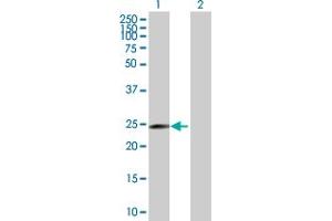 Western Blot analysis of MRPL40 expression in transfected 293T cell line by MRPL40 MaxPab polyclonal antibody.