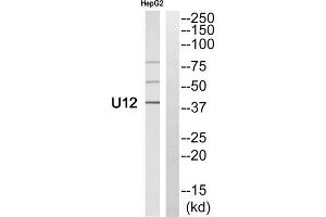 Western blot analysis of extracts from HepG2 cells, using U12 antibody. (RNU12-2P anticorps  (N-Term))