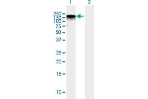 Western Blot analysis of BAZ2A expression in transfected 293T cell line by BAZ2A MaxPab polyclonal antibody.