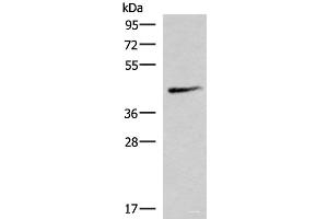 Western blot analysis of Mouse lung tissue lysate using SMPD2 Polyclonal Antibody at dilution of 1:1000 (SMPD2 anticorps)