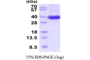 SDS-PAGE (SDS) image for ATPase, Na+/K+ Transporting, beta 1 Polypeptide (ATP1B1) (AA 63-303) (Active) protein (His tag) (ABIN5854790)