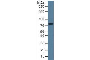 Rabbit Detection antibody from the kit in WB with Positive Control: Human hela cell lysate. (CAPN1 Kit ELISA)