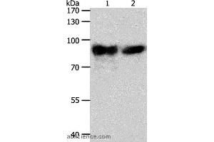 Western blot analysis of Mouse heart tissue and hela cell, using ACO2 Polyclonal Antibody at dilution of 1:400 (ACO2 anticorps)