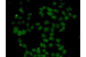 Immunofluorescence analysis of U20S cell using FGF14 antibody. (FGF14 anticorps)