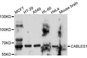Western blot analysis of extract of various cells, using CABLES1 antibody. (CABLES1 anticorps)