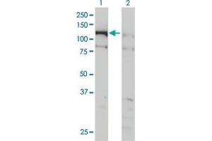 Western Blot analysis of CHTF18 expression in transfected 293T cell line by CHTF18 monoclonal antibody (M01), clone 1F5. (CTF18 anticorps  (AA 886-975))