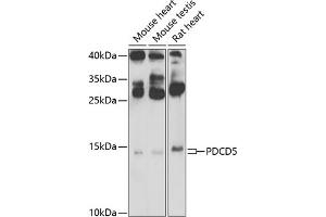 Western blot analysis of extracts of various cell lines, using PDCD5 Antibody (ABIN6132965, ABIN6145338, ABIN6145339 and ABIN6223132) at 1:500 dilution. (PDCD5 anticorps  (AA 1-125))