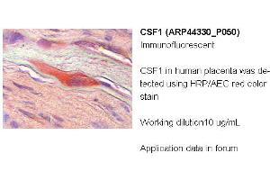 Image no. 2 for anti-Colony Stimulating Factor 1 (Macrophage) (CSF1) (Middle Region) antibody (ABIN502500) (M-CSF/CSF1 anticorps  (Middle Region))
