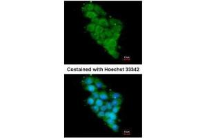 ICC/IF Image Immunofluorescence analysis of methanol-fixed HepG2, using NDUFA12, antibody at 1:200 dilution. (NDUFA12 anticorps  (full length))