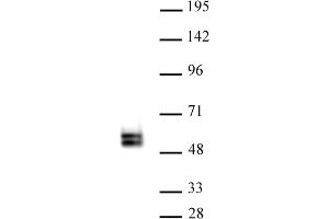 TCF7 antibody (pAb) tested by Western blot. (TCF7 anticorps  (N-Term))