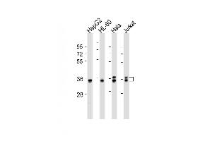 All lanes : Anti-AKR7L Antibody (Center) at 1:2000 dilution Lane 1: HepG2 whole cell lysates Lane 2: HL-60 whole cell lysates Lane 3: Hela whole cell lysates Lane 4: Jurkat whole cell lysates Lysates/proteins at 20 μg per lane. (AKR7L anticorps  (AA 207-237))