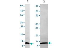 Lane 1: non-reducing conditions Lane 2: reducing conditions (CCL4 Protéine)
