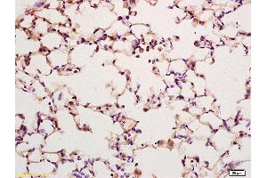 Formalin-fixed and paraffin embedded rat lung labeled with Anti KLK6 Polyclonal Antibody,Unconjugated (ABIN759101) at 1:200 followed by conjugation to the secondary antibody and DAB staining. (Kallikrein 6 anticorps  (AA 217-244))