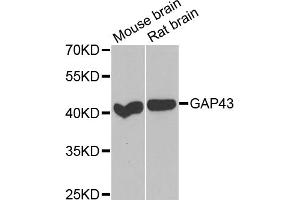 Western blot analysis of extracts of various cell lines, using GAP43 antibody. (GAP43 anticorps)