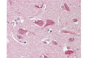 Anti-OPCML / OBCAM antibody IHC staining of human brain, cortex. (OPCML anticorps)