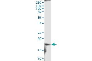Immunoprecipitation of RARRES2 transfected lysate using anti-RARRES2 MaxPab rabbit polyclonal antibody and Protein A Magnetic Bead , and immunoblotted with RARRES2 MaxPab mouse polyclonal antibody (B01) . (Chemerin anticorps  (AA 1-163))