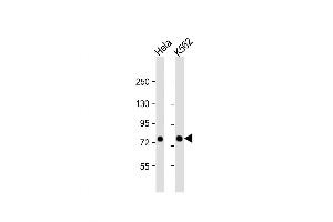 Western Blot at 1:1000 dilution Lane 1: Hela whole cell lysate Lane 2: K562 whole cell lysate Lysates/proteins at 20 ug per lane. (SRP72 anticorps  (AA 119-148))