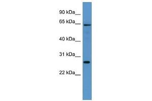 Fmo4 antibody used at 0. (FMO4 anticorps  (Middle Region))