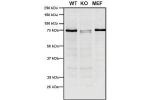 Western Blot analysis of Human, Mouse A549, MEF showing detection of VPS35 protein using Mouse Anti-VPS35 Monoclonal Antibody, Clone 10A8 (ABIN6932981).