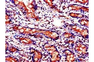 Immunohistochemistry of paraffin-embedded human small intestine tissue using ABIN7153924 at dilution of 1:100